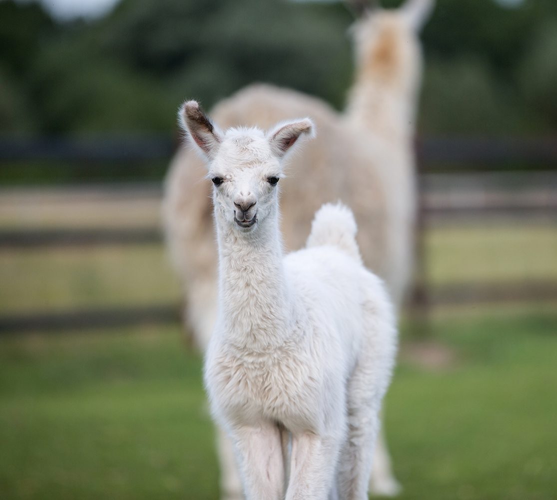 Baby Llama Experiences at Luxury Guest Ranch Resort